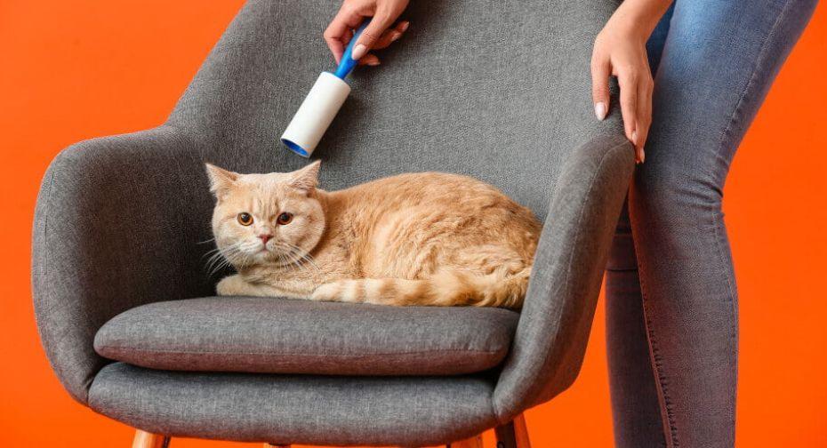 Clean Upholstered Chairs